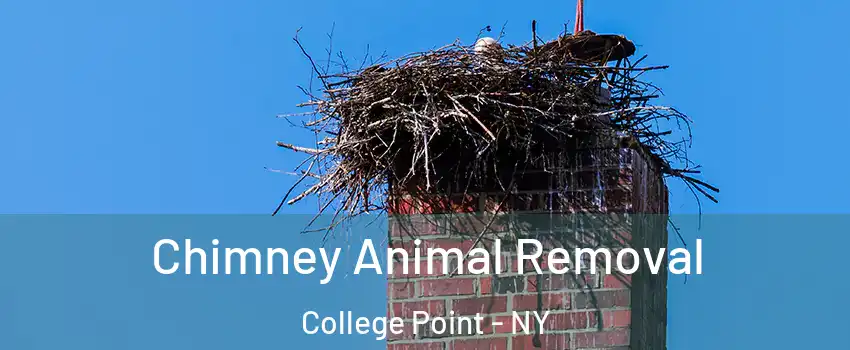 Chimney Animal Removal College Point - NY