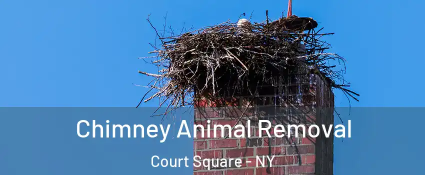 Chimney Animal Removal Court Square - NY