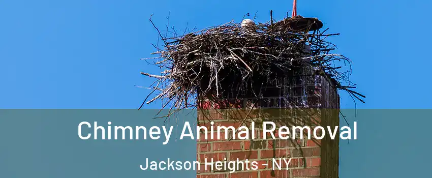 Chimney Animal Removal Jackson Heights - NY