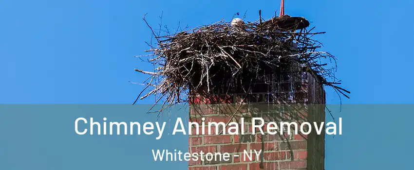 Chimney Animal Removal Whitestone - NY