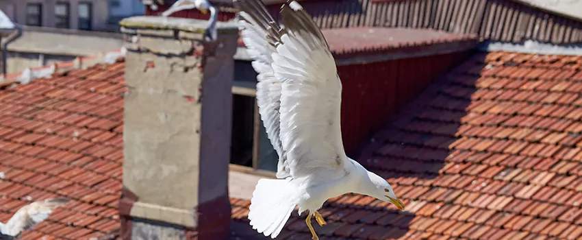 Residential Chimney Animal Removal Solution in Cedar Manor Houses, NY